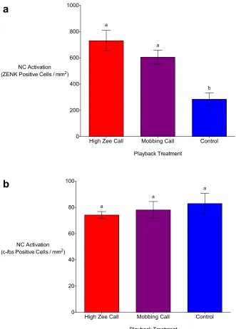 Figure 3.3. Auditory playbacks of chickadee high zee and mobbing calls result in significantly higher numbers ZENK (a) positive cells in the caudal nidopallium (NC) in the brains of black-capped chickadees in comparison to non-predator (control) playbacks