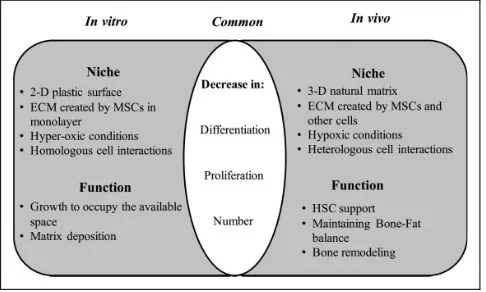 Figure 1. A proposed model highlighting the different mechanismsof bone marrow–mesenchymal stromal cells (MSCs) aging in vitroand in vivo
