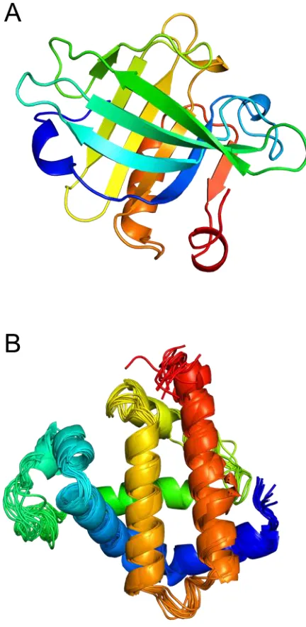 Figure 1.1. 3D protein structures. (A) X-ray crystal structure of the bovine β-