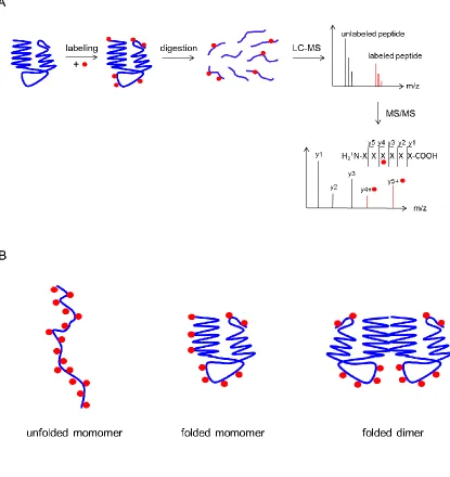 Figure 1.5. Covalent labeling. (A) Typical workflow of a covalent labeling experiment