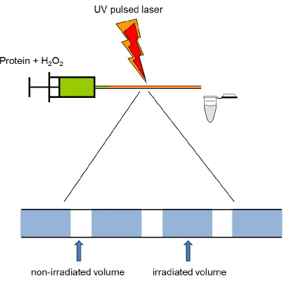Figure 1.6. Photolysis experimental setup. Protein and peroxide are mixed and pumped 