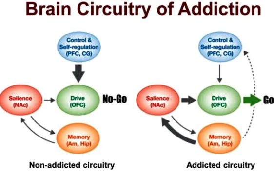 Fig. 1. Brain Processes Underpinning Drug Use and Addiction. Model of addiction as a result of chronic substance use within independent and overlapping circuits of the brain