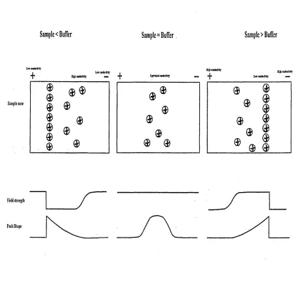 Figure 1.6 Electrodispersion resulting from mismatched sample and buffer conductivities.
