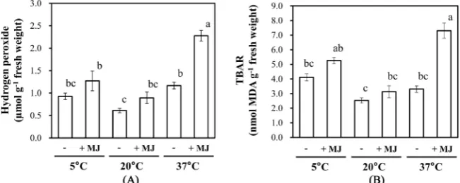 Figure 6. Effects of night temperature and MJ on the H2O2 content (A) and lipid perox-idation (B) of red leaf lettuce leaves