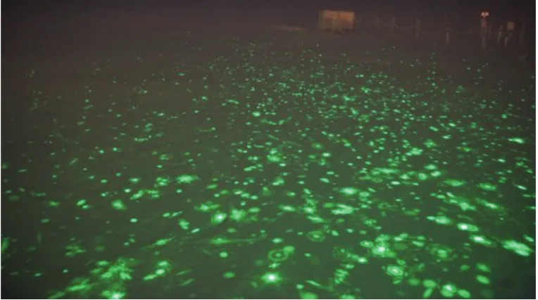 Fig. 1.Scattering from a lidar beam onto snow: 30 superimposed images, 1.3 s exposure time each
