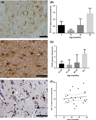 Figure 4. Age-associated changes in glial pathology. (changes in Iba-1 expression were detected