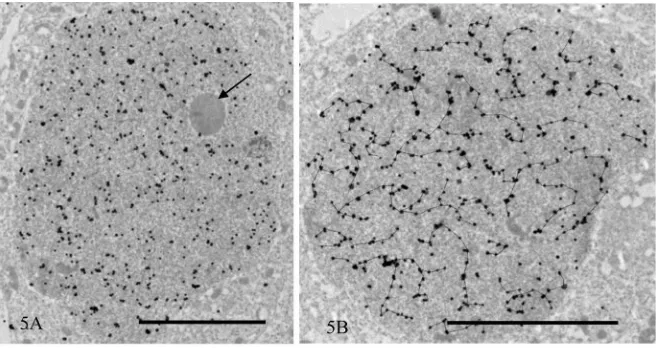 Figure 3. High power view of mouse testis sections stained for TRA98. (A) The nuclei of round spermatids are stained for TRA98.A reticular staining pattern is observed