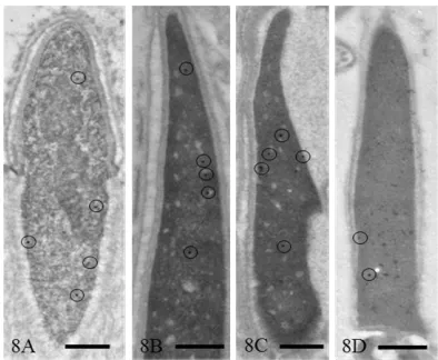 Figure 9. Expression of TRA98 in spermatogonia A and B, and developing spermatocytes revealed by quantitative 0.05, **the Student’s IEM