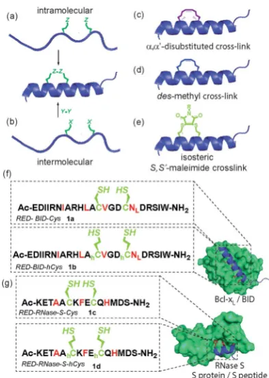 Fig. 2Reversible constraining reaction sequence for peptides 1–3a–d: conditions for conversion from the oxidised state (OX) through theintermediate reduced state (RED) to the constrained peptide (STA) andvice versa (LHS); HRMS analyses of reaction mixture for reversibleinterconversion between 1b and 3b (relevant masses are indicated inblack for the peptide and in green for excess glutathione used duringunconstraining) (RHS).