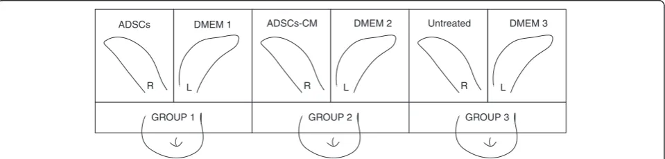 Fig. 1 Experiment design. Three groups of rabbits were enrolled. ADSCs, ADSCs-CM, and no treatment were administered to the right ears of thefirst, second, and third groups, respectively