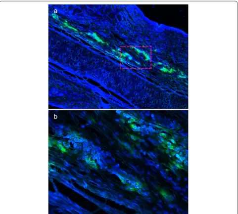 Fig. 8 Tracing of viable ADSCs. Viable ADSCs were confirmed in the cell injection group