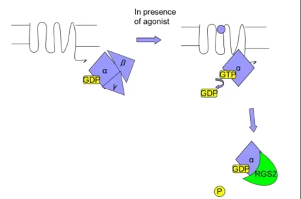 Figure 1.1 GPCR and G-proteins 
