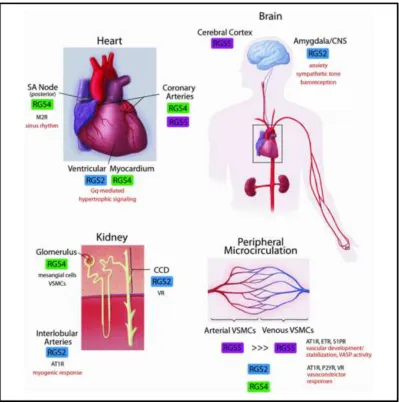 Figure 1.3 Expression of RGS2 in cardiovascular system 30 