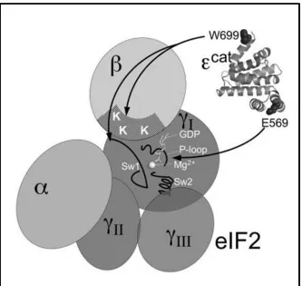 Figure 1.6 Interaction between eIF2 and catalytic domain of yeast eIF2Bε 46 eIF2 binds to the C-terminal domain of yeast eIF2Bε