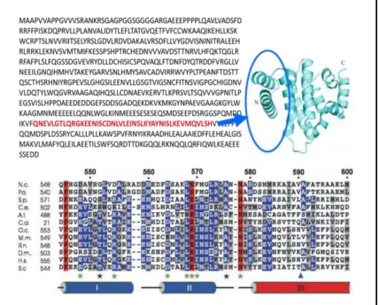 Figure 1.7 Putative RGS2 binding domain   Putative RGS2 binding domain lies near the C-terminal region of human eIF2Bε