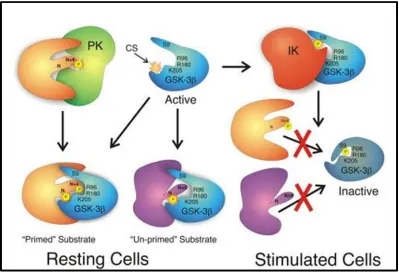 Figure 1.9 Glycogen synthase kinase 3  GSK3 is constitutively active and usually phosphorylates its substrate to deactivate it