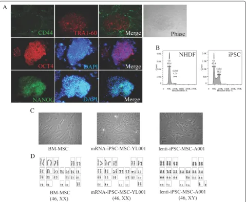 Fig. 1 Derivation of iPSC-MSCs from iPSCs produced by lentiviral-mediated programming of normal human dermal fibroblasts.mRNA-iPSC-MSC-YL001 and the lenti-iPSC-MSC-A001 derived from the lenti-iPSCs