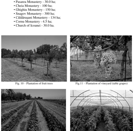 Fig.11 – Plantation of vineyard (table grapes) 