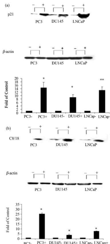 Figure 2. Effect of NDRG1 on the expression level of dif- ferentiation markers. 60 µg of protein were extracted from transfected cells and were analyzed via western blot