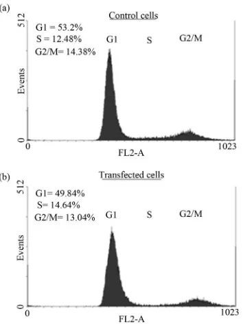 Figure 5. The effect of NDRG1 on cell cycle progression of prostate cancer cells. Cells were transfected in T-25 flasks the PC-3 cells and are representative figures of four ex- and fixated with Ethanol 70% after 72 h of tansfection