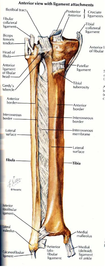 Figure 6 :  Tibia and Fibula with Ligament Attachments36