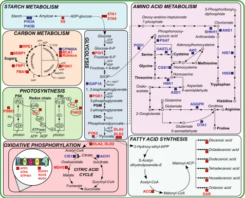 Fig. 2 Schematic diagram summarizing changes in primary metabolic enzymes of Lobomonas rostrata in coculture vs in axenic culture with B12supplementation