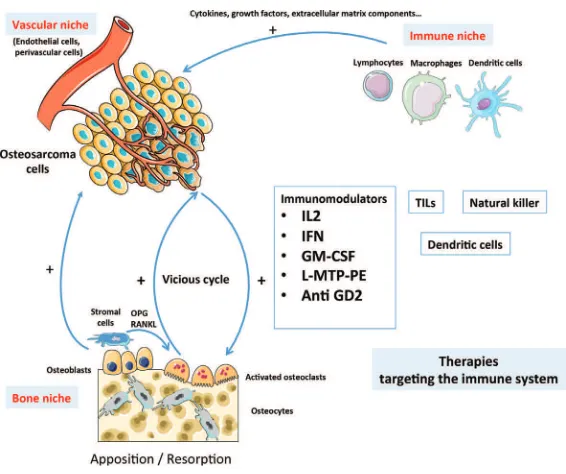 Figure 1. Osteosarcoma�and�its�niches��In�osteosarcoma��the�microenvironment�plays�a�pivotal�role�in�the�pathogenesis�of�tumour�cells��It�facilitates�the�transport�of�gas�and�nutriments�to�cancer�cells�and�extravasation�to�their�metastatic�location��vascular�niche���induces�a�tolerant�environment��immune�niche��and�dysregulates�bone�remodelling��bone�niche���in�which�the�molecular�OPG�RANKL�RANK�triad�plays�a�key�role�in�regulation��OPG�and�RANKL�are�produced�by�osteoblasts�and�or�stromal�cells��whereas�RANK�is�expressed�at�the�surface�of�osteoclasts�and�their�precursors��The�immune�niche�is�one�of�the�source�of�therapeutic�targets�against�osteosarcoma�