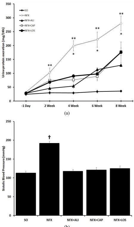 Figure 1. Effect of renin angiotensin system inhibition on kid- (NFX + LOS). Urinary protein excretion was evaluated at week 2, 4, 6, and 8 after surgery (+ LOS, measured 60 days post 5/6 nephrectomy (Data are presented as mean ney failure