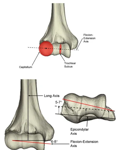 Figure 1.2: Flexion-Extension Axis of the Elbow Joint  