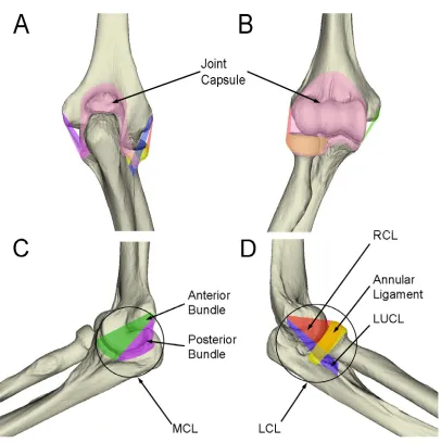 Figure 1.6: Ligaments and Capsule of the Elbow  