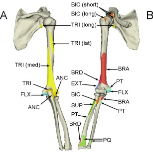 Figure 1.7: Muscles Crossing the Elbow Joint  