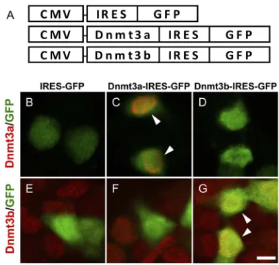 Figure 1. Dnmt3a and Dnmt3b expression in ES cells transfected with Dnmt3a-IRES-GFP and Dnmt3b-IRES- GFP