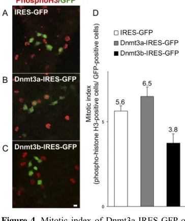 Figure 4. Mitotic index of Dnmt3a-IRES-GFP or Dnmt3b-IRES-GFP transfected ES cells. Dnmt3a- IRES-GFP (B), Dnmt3b-IRES-GFP (C) and con-trol IRES-GFP (A) vectors were transfected into ES cells, and the mitotic index (phospho-histone H3-positive cells/GFP-pos