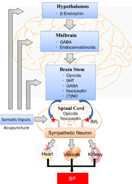 Figure 2. Central modulation of blood pressure by acupuncture. Abbreviations: GABA, γ-aminobutyric acid; 5HT, 5-hydroxy- tryptamine or serotonin; NO, nitric oxide; IML, intermediolateral column of the spinal cord (from Zhou, W., Longhurst, J.C., Evi- dence