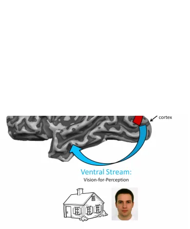 Figure 1.1: Dual visual streams hypothesis (Goodale and Milner, 1992). Vision is first processed in early visual cortex (V1) and then projects into two separate but interacting streams