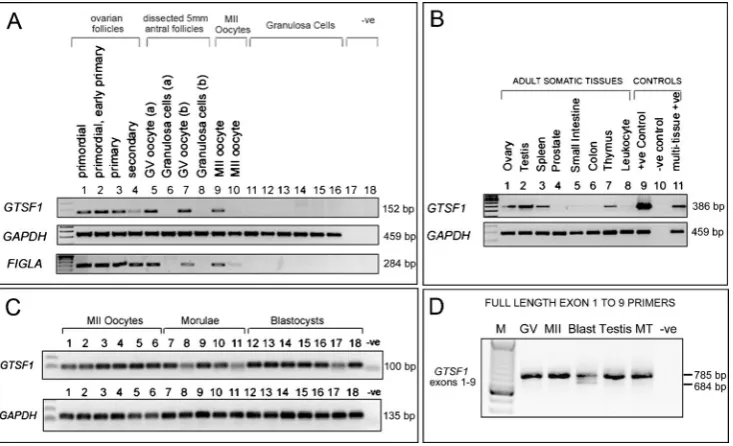 Fig. 1 Expression of GTSF1 transcripts in the human female germline,preimplantation embryos, and adult tissues