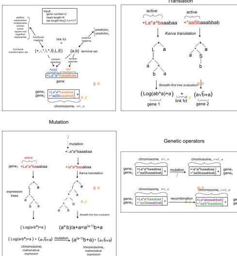 Figure 3. GEP evolution process components.A. Initial random generation of genes for creating chromosomes, the individuals evolved by
