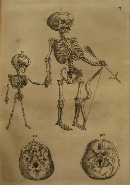 Fig. 3.  Young skeletons with bow and arrow, from Felix Platter’s De Corporis Humani Structura et Usu (1583)