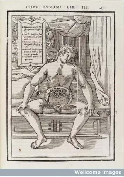Fig. 6.  From French anatomist Charles Estienne’s De Dissectione Partium Corporis Humani (1545)