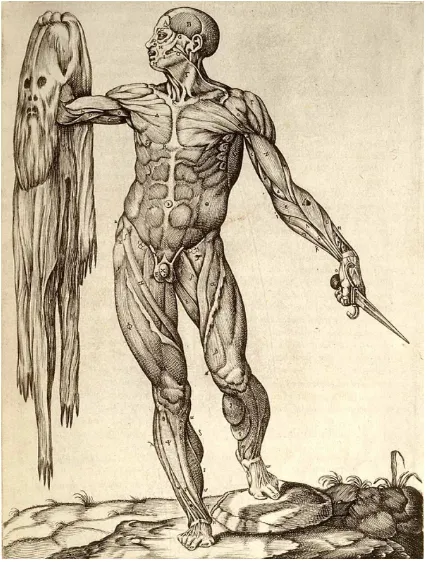 Fig. 9.  A famous and striking image from Juan Valverde de Amusco’s Historia de la Composicion del Cuerpo Humano (1560)