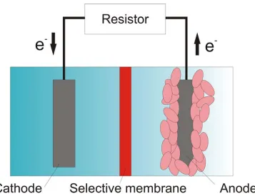Figure 2.4: A schematic drawing illustrating the basic structure of a microbial fuel 