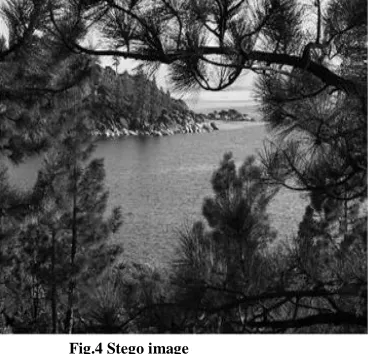 Fig.4 Stego image  