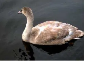 Figure 1.1: Example of image segmentation problem and its constraints.