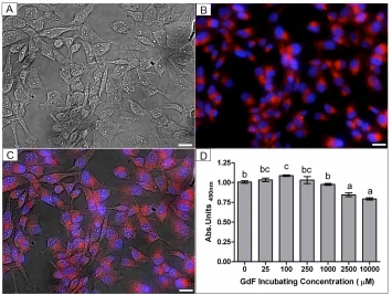 Figure 4.1. Tumour cell uptake of GdF-cc, labeling efficiency, and cell 