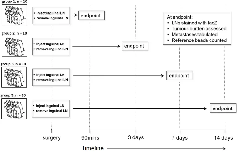 Figure 2.2 A time-dependent study to investigate the progression of lymph 