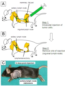 Figure 3.1 A novel animal model recapitulating lymph node metastasis.