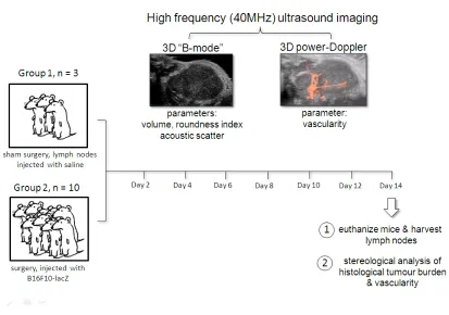 Figure 3.2 Imaging protocol to longitudinally study the progression of 