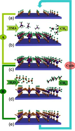 Figure 2.1 A model ALD process by depositing Al2O3 using TMA and water as precursors. (a) the initial 