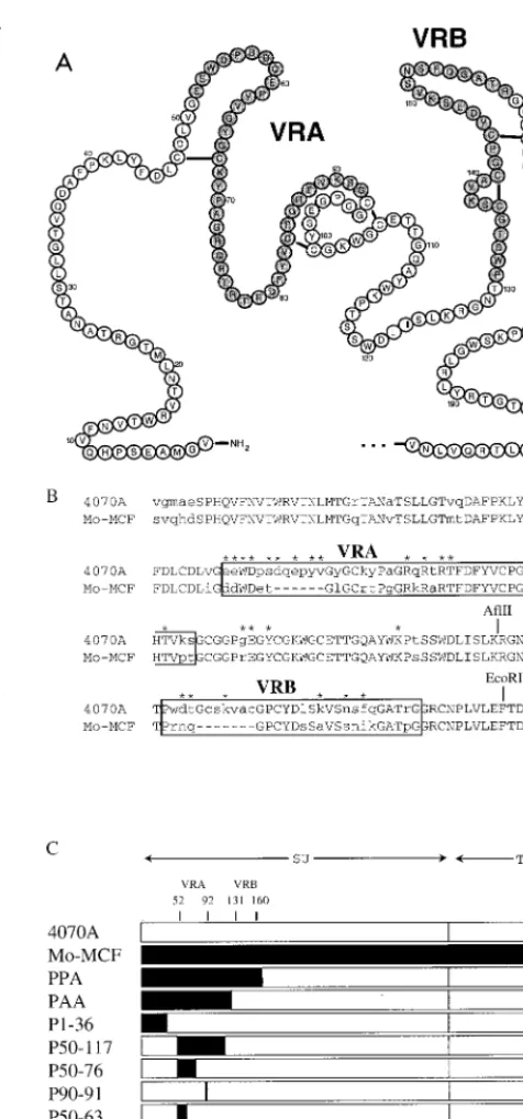 FIG. 1. Comparison of the N-terminal amino acids of 4070A, Mo-MCF virus,and chimeric envelope proteins