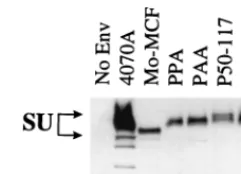 TABLE 3. Complementation for transduction bycoexpression of envelope protein